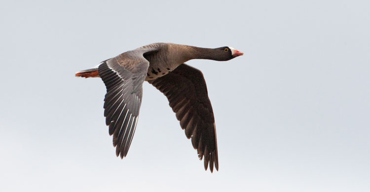 Lesser White-fronted Goose ©Jari Peltomäki