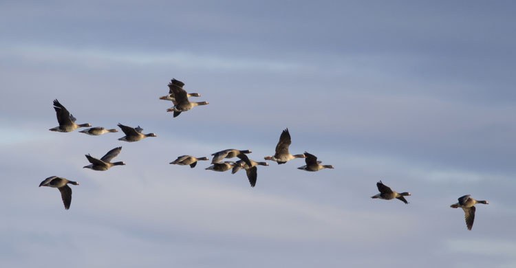 Lesser White-fronted Geese (Anser erythropus) © Tomas Aarvak 