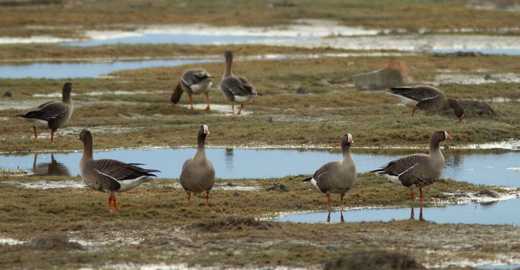 Lesser White-fronted Geese © Tomas Aarvak, BirdLife Norway 