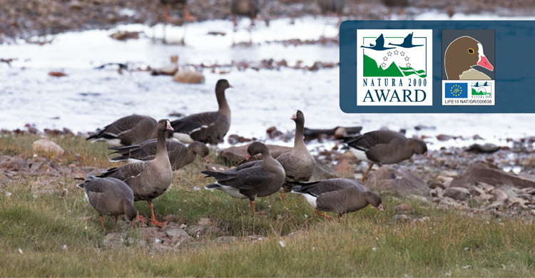 Lesser White-fronted Geese (Anser erythropus) © Tomas Aarvak