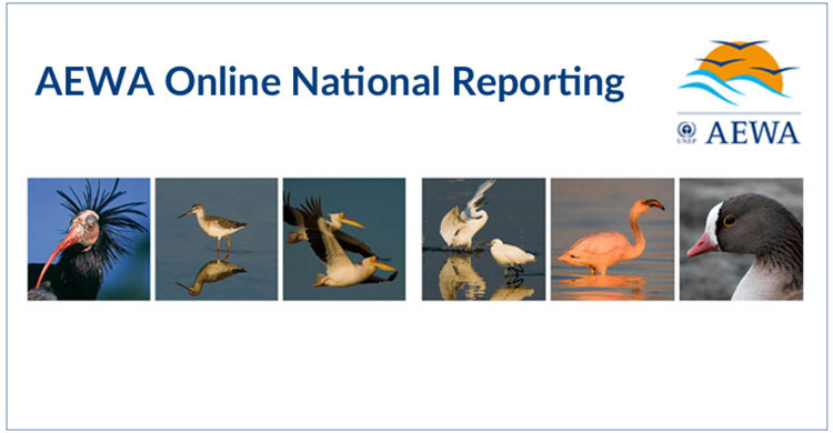 Pictures from left to right: Northern Bald Ibis © Sergio Tomey, Common Redshank, White Pelicans, Little Egrets © Sergey Dereliev, www.dereliev-photography.com, Lesser Flamingo © Mark Anderson, Lesser White-fronted Goose © Ingar Jostein Øien