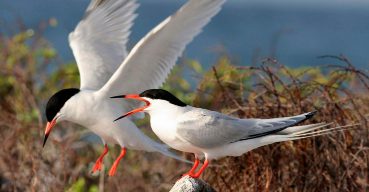 Roseate Tern (Sterna dougallii) © US Fish and Wildlife Service 