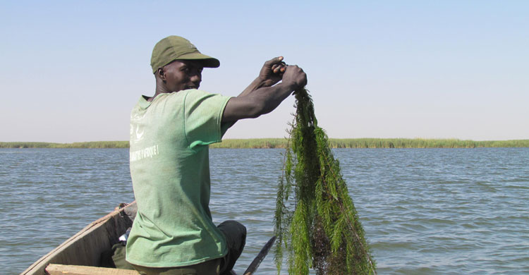 Clean-up session at Lac de Guiers © DPN Senegal