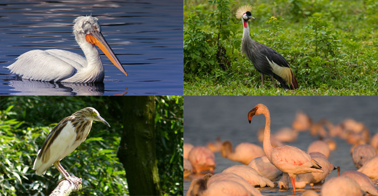 Dalmatian Pelican (Pelecanus crispus) © Santanu Nandy Photography, Grey Crowned Crane (Balearica regulorum) © Sergey Dereliev www.dereliev-photography.com, Madagascar Pond-heron (Ardeola idae) © Johannes Pfleiderer, Lesser Flamingo (Phoeniconaias minor) © Mark Anderson