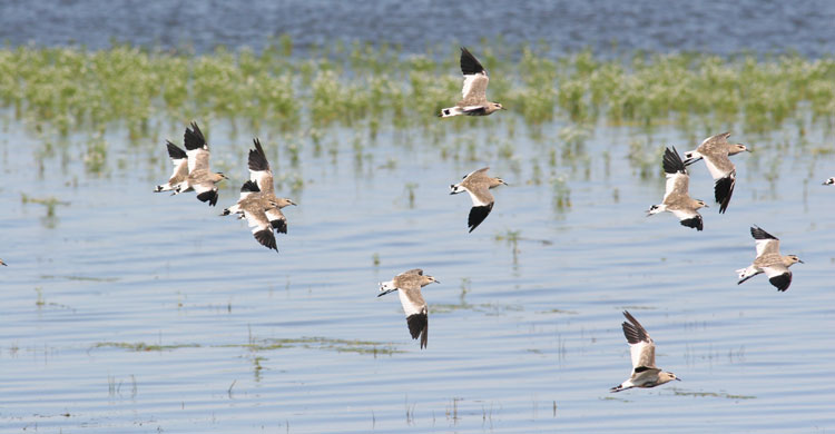 Sociable Lapwing (Vanellus gregarius) © Maxim Koshkin 