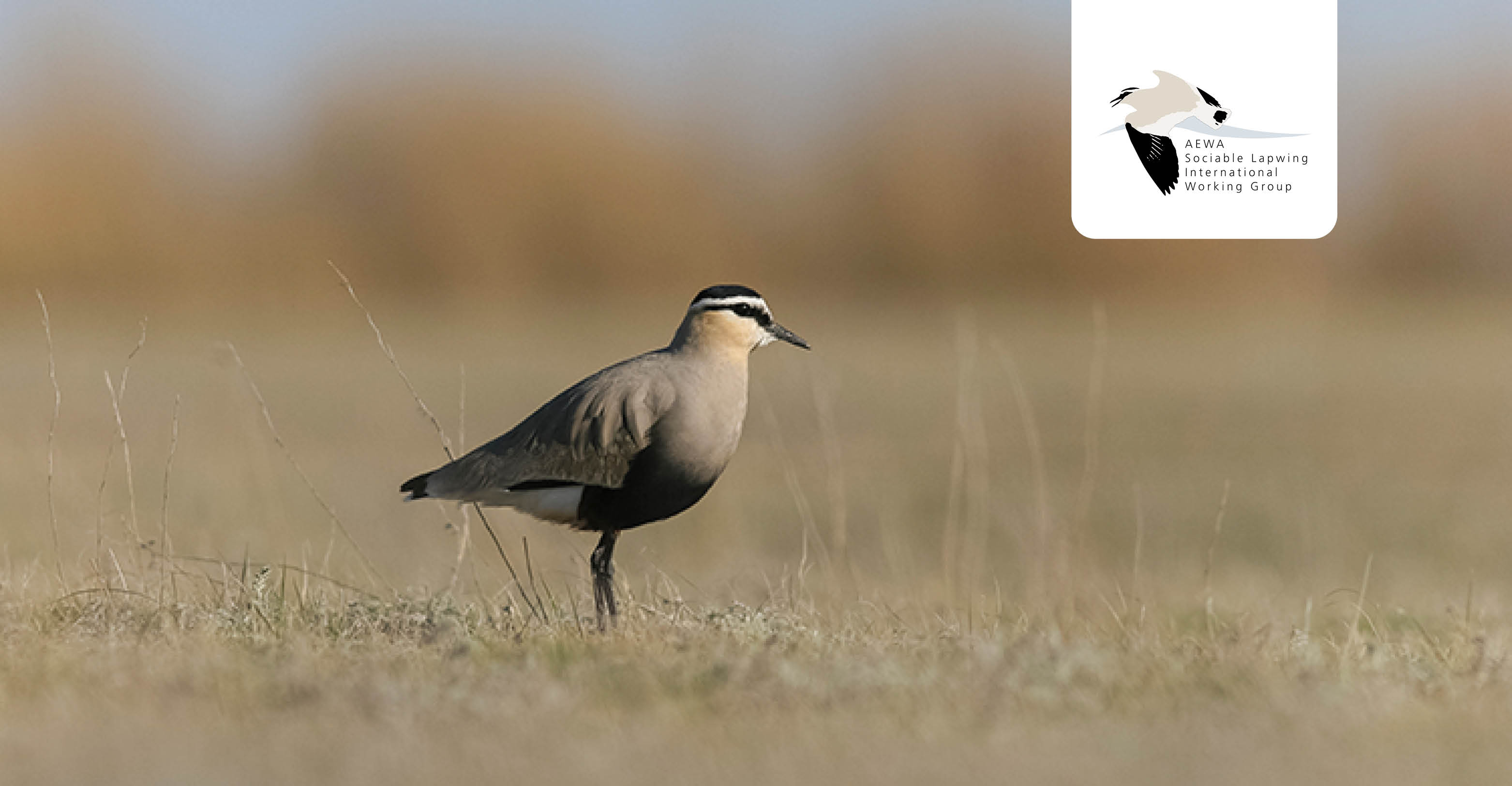 Sociable Lapwing