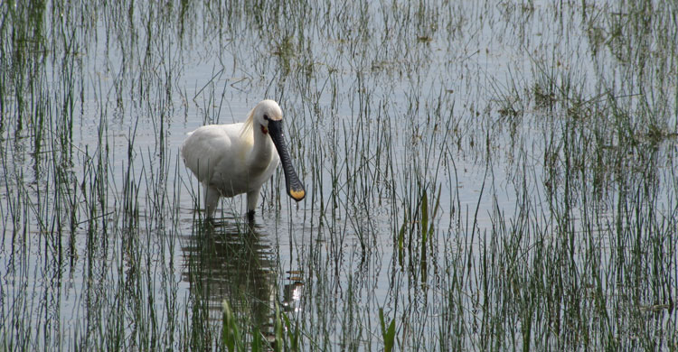 Eurasian Spoonbill (Platalea leucorodia) © Jacques Trouvilliez