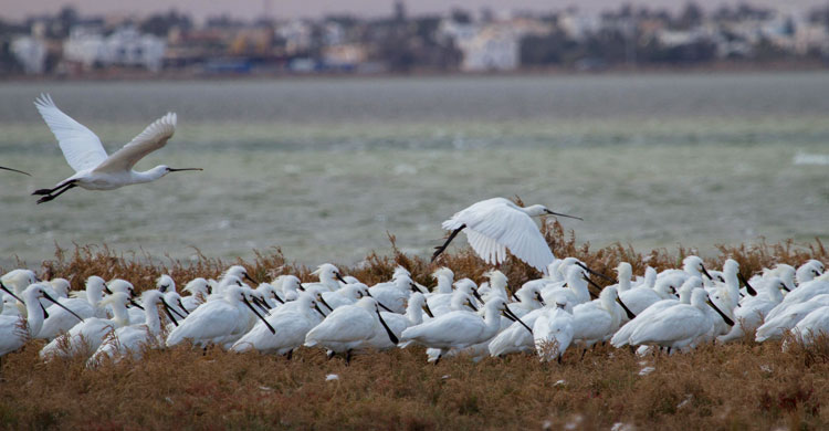 Spoonbills © Hichem Azafzaf