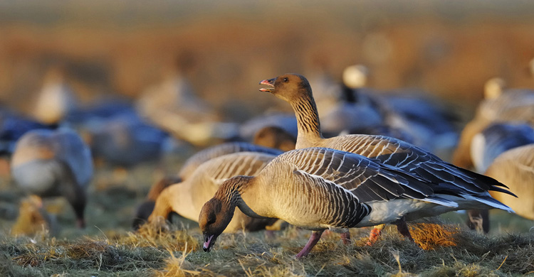 Pink-footed Geese (Anser brachyrhynchus) © Magnus Elander 