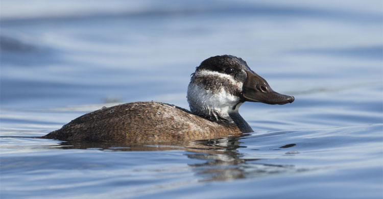 White-headed Duck (Oxyura leucocephala) © Amir Bendov