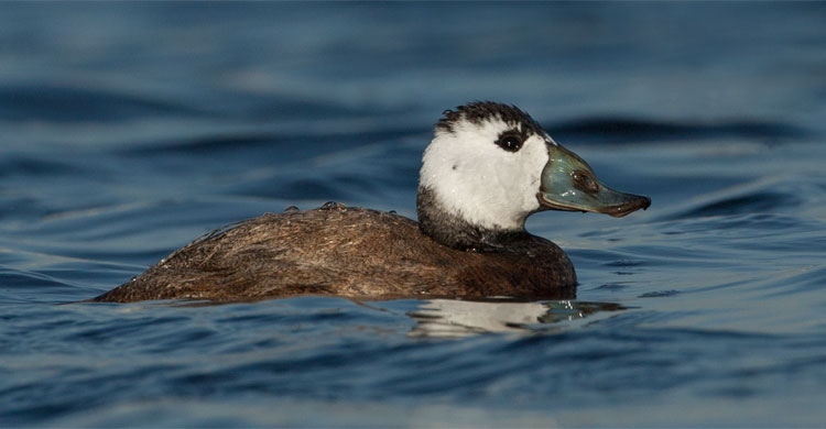 White-headed Duck (Oxyura leucocephala) © Amir Bendov