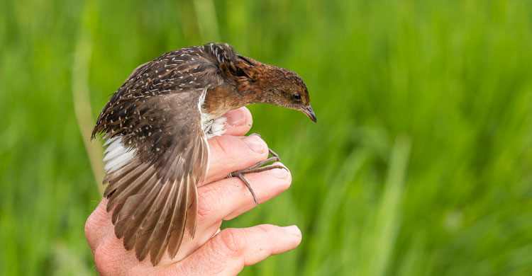 White-winged Flufftail (Sarothrura ayresi) © Sergey Dereliev, www.dereliev-photography.com