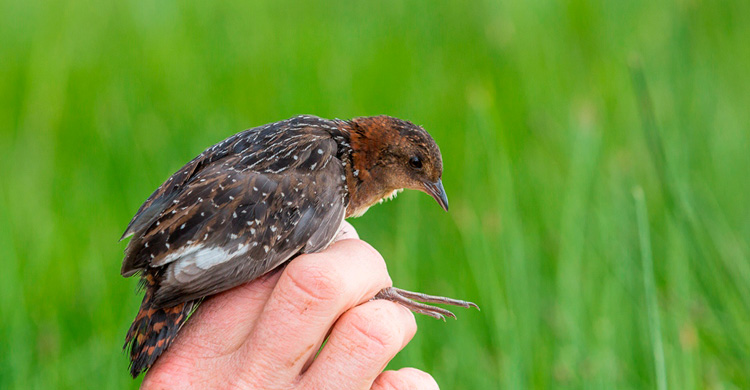 White-winged Flufftail (Sarothrura ayresi) © Sergey Dereliev, www.dereliev-photography.com