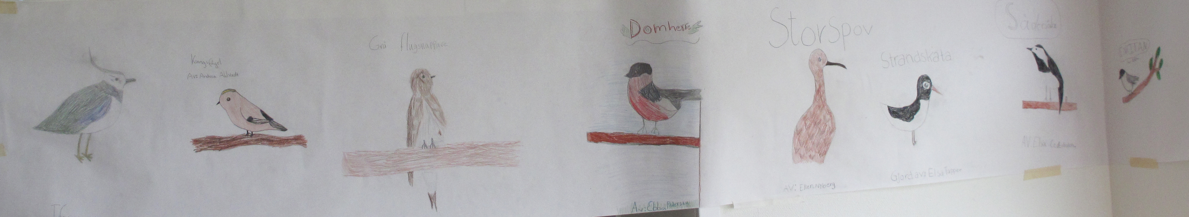 Drawings from children attending the WMBD event at the nature centre Naturum Getterön © Katja Fedrowitz