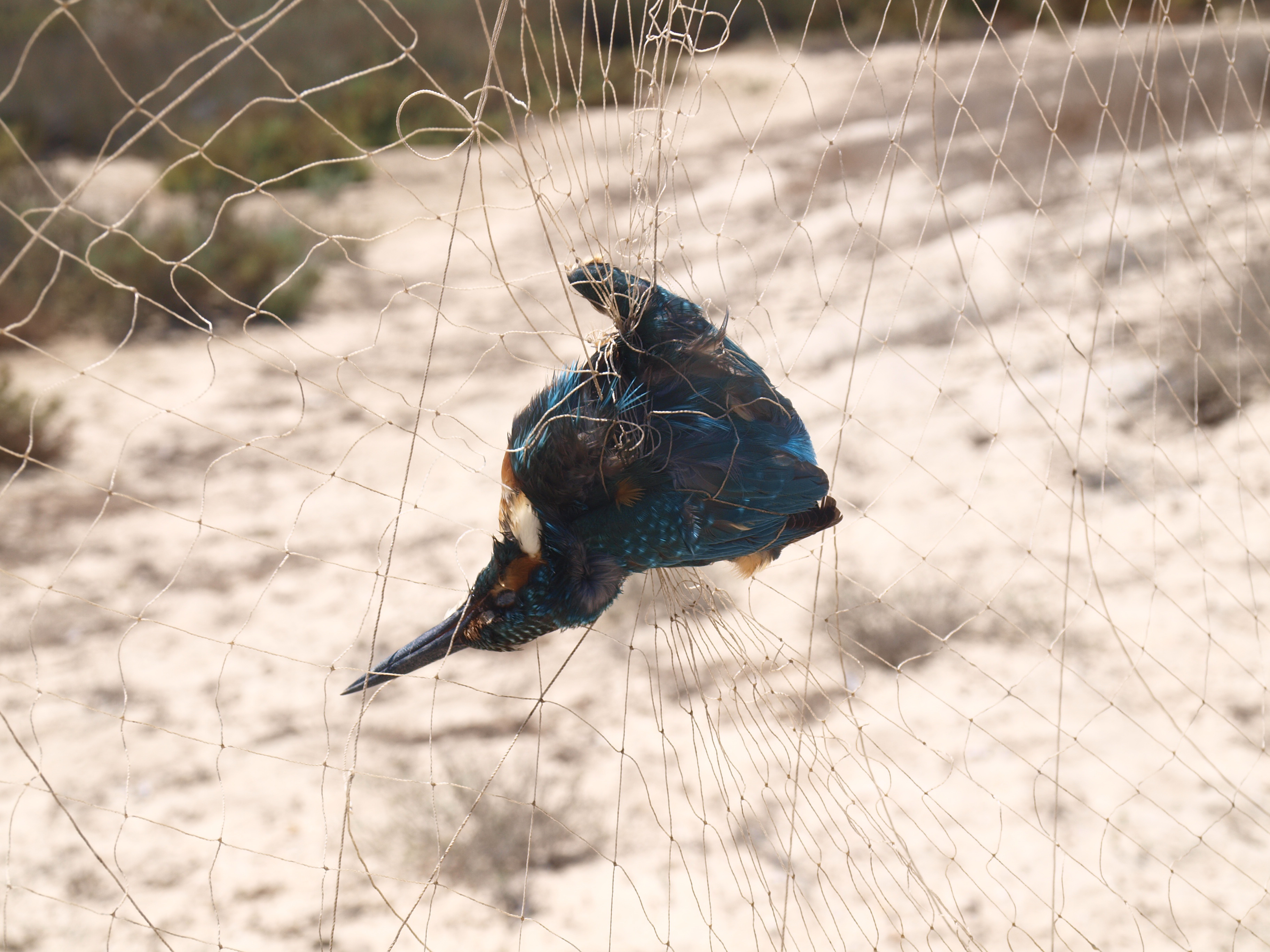 Dead Kingfisher in mist net © Basem Rabia