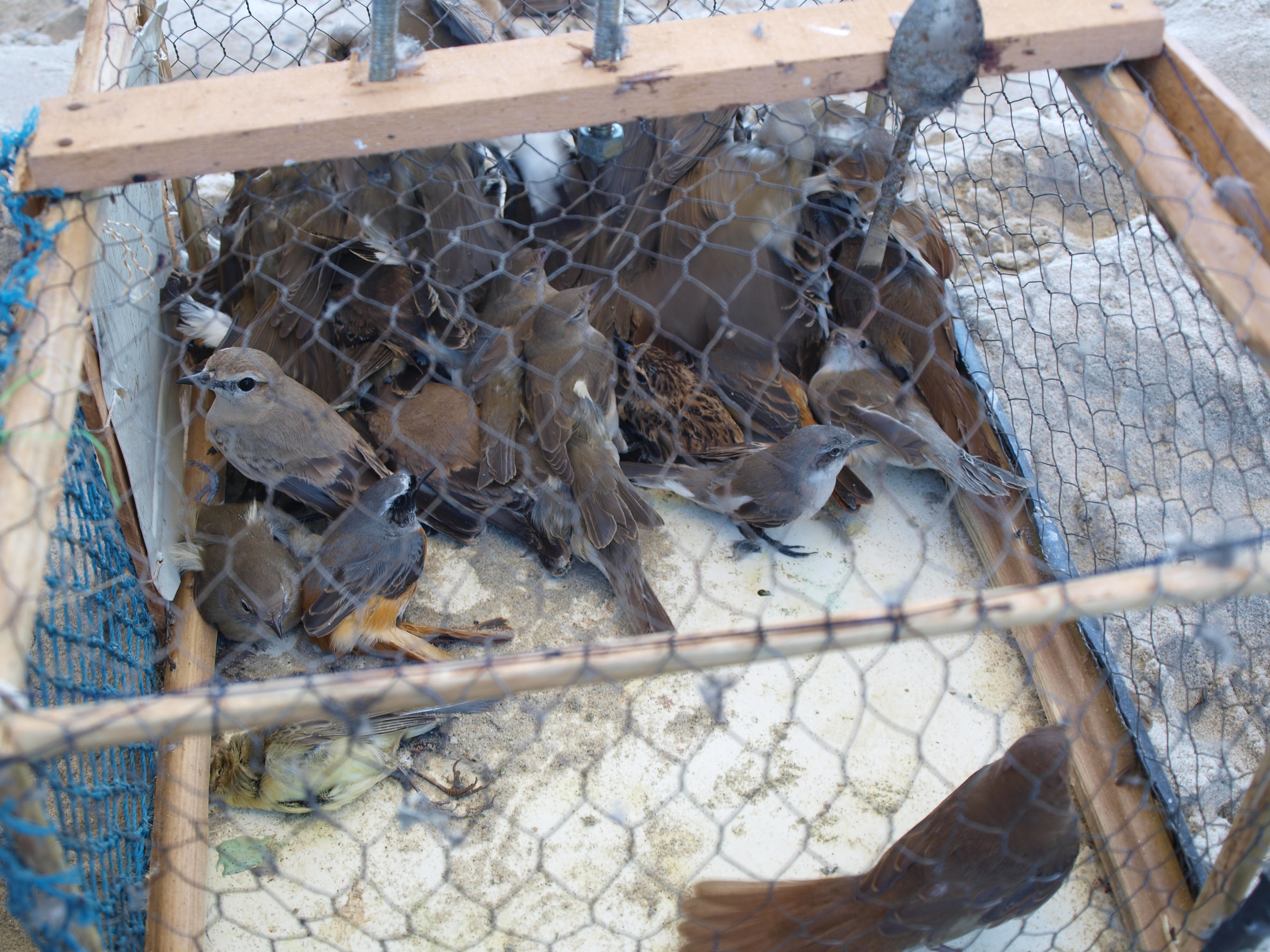 Caged different bird species © Basem Rabia