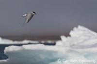 An Arctic tern at Sand Island, High-Arctic Greenland / Photo: Carsten Egevang/ARC-PIC.COM