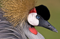Grey Crowned Crane (Balearica regulorum) © John Birch, www.johnbirchphotography.com