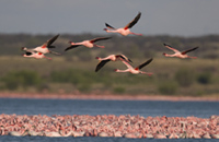 Lesser Flamingos / Photo: Mark Anderson