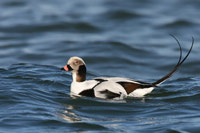 Long-tailed Duck (Clangula hyemalis), Wolfgang Wander (Wikimedia Commons: http://commons.wikimedia.org/wiki/File:Long-tailed-duck.jpg)