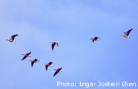 Lesser White-fronted Goose (Anser erythropus) in flight / Photo: Ingar Jostein Øien.
