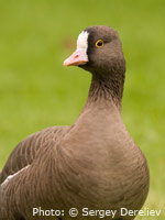 Lesser White-fronted Goose goslings from the captive breeding population at Nordens Ark in Sweden before release in Norway 2010 (© Sergey Dereliev, www.dereliev-photography.com)
