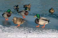 Mallards (Anas platyrhynchos) in winter / Photo: Sergey Dereliev (UNEP/AEWA)