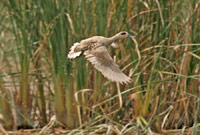 In winter 2010, Nature Iraq counted 46,000 Marbled Teal in the marshes, around twice the previous estimate of the entire global population. Credit: Mudhafar Salim