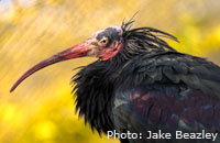 Northern Bald Ibis (Geronticus eremita), Photo: Jake Beazley