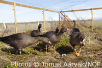 Adult Lesser White-fronted Goose at the captive breeding facility at Nordens Ark in Sweden (© Tomas Aarvak/NOF )