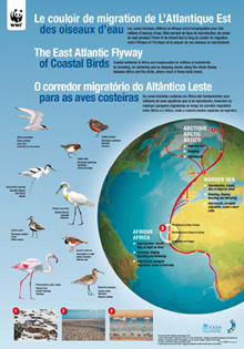 The East Atlantic Flyway Credit: EAF Poster by WWF Germany (www.wwf.de/watt/voegel)