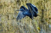 Slaty Egret (Egretta vinaceigula) / Photo: © RebeccaFieldPhotography.com