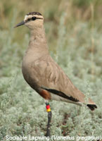 Photo: Sociable Lapwing by Sergey Dereliev