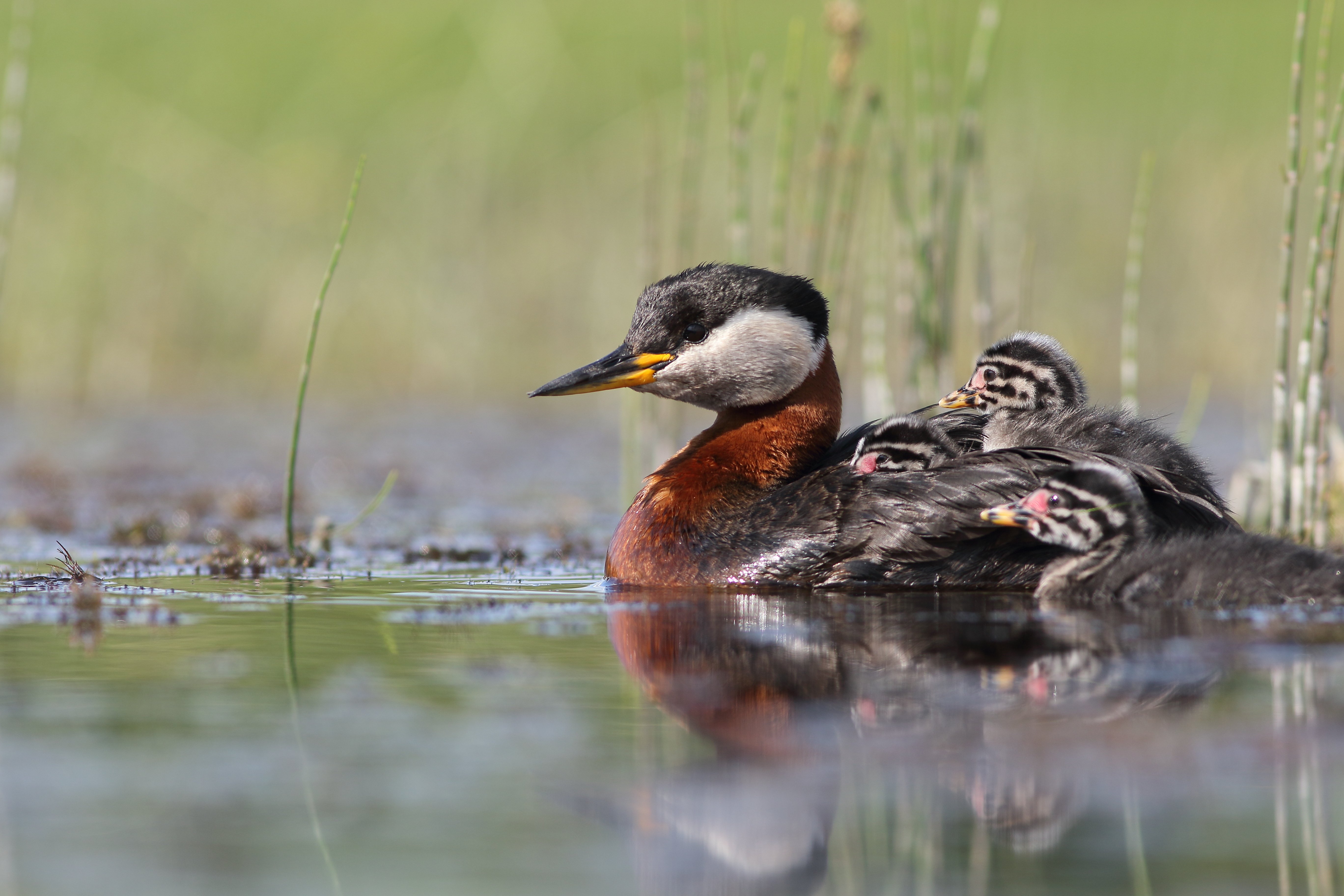 Red-necked Grebe © Bartosz Rakoczy