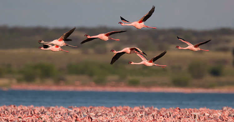 Lesser Flamingos (Phoeniconaias minor) © Mark Anderson 