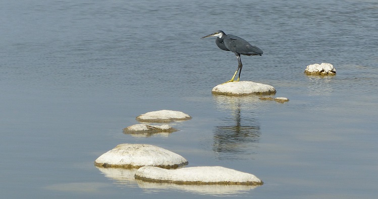 les zones humides urbaines constituent des étapes pour les oiseaux d'eau au cours de leur migration annuelle  © Jacques Trouvilliez