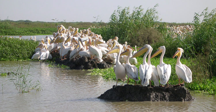Pélican blanc (Pelecanus onocrotalus) © Sergey Dereliev, www.dereliev-photography.com