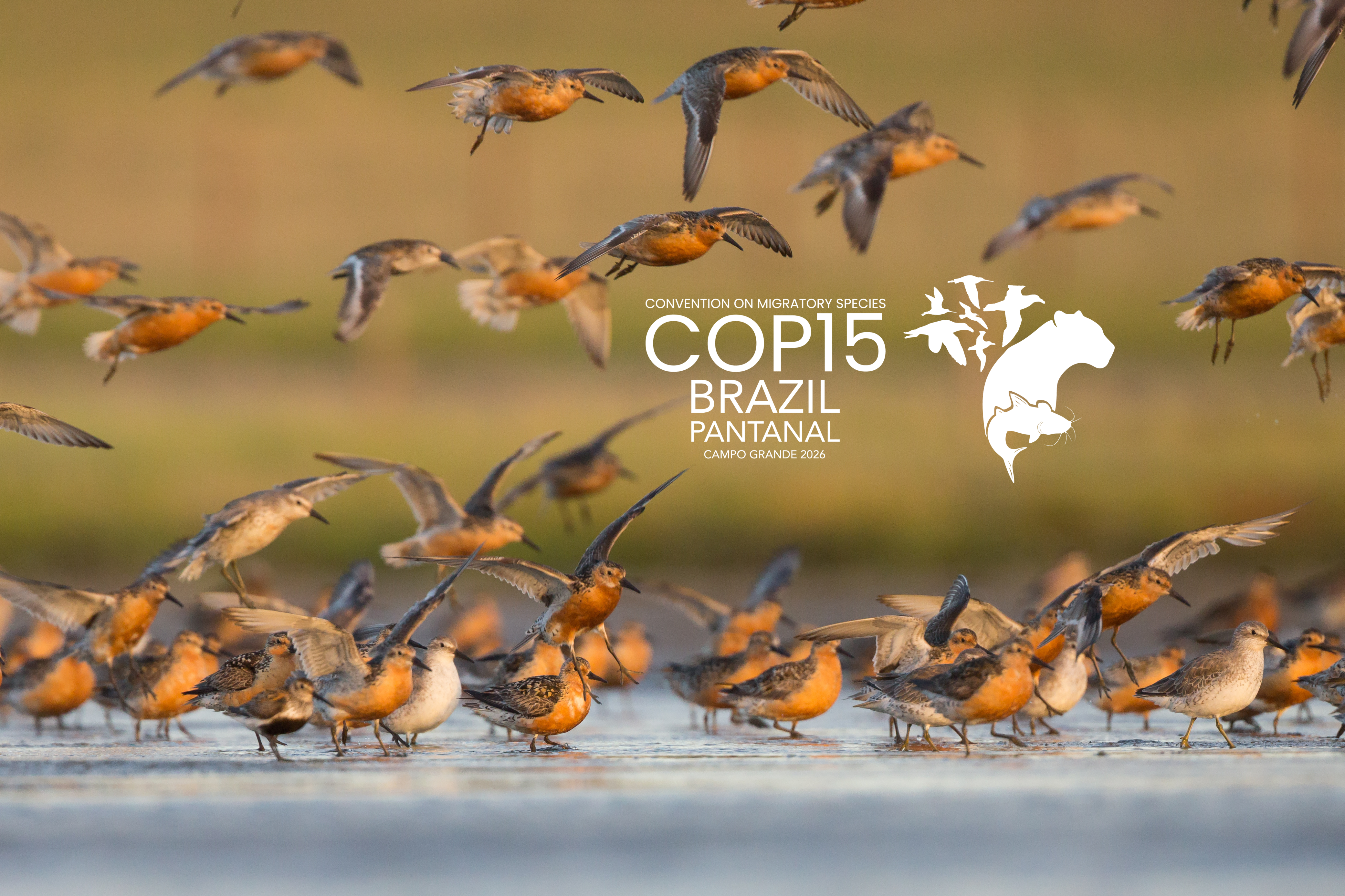 Red Knot (Calidris canutus) © Adobe Stock Images 