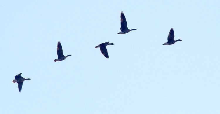Lesser White-fronted Geese from the Fennoscandian flock flying over Siikajoki, Finland on the 1st of May 2017 © Petri Lampila