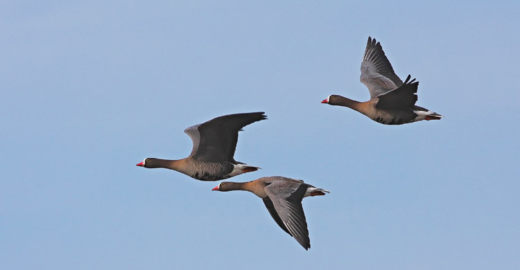 Lesser White-fronted Geese in flight © Seppo Ekelund