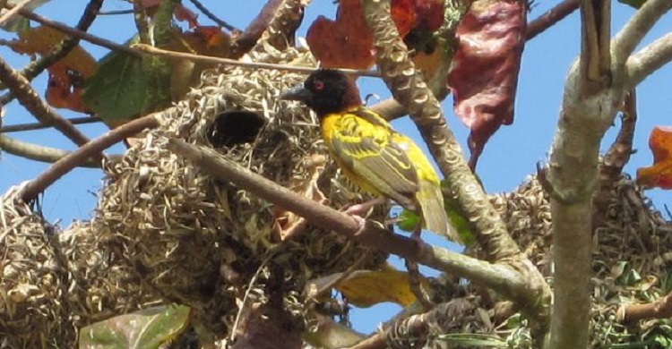 Black-necked Weaver © Robert Vagg