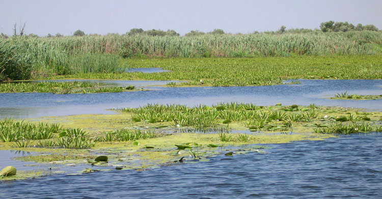 Danube delta © Sergey Dereliev, www.dereliev-photography.com 