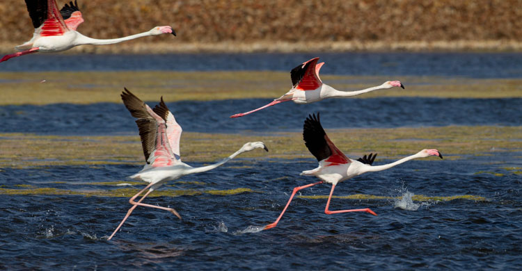 Greater Flamingos (Phoenicopterus roseus) © Doron Nissim 