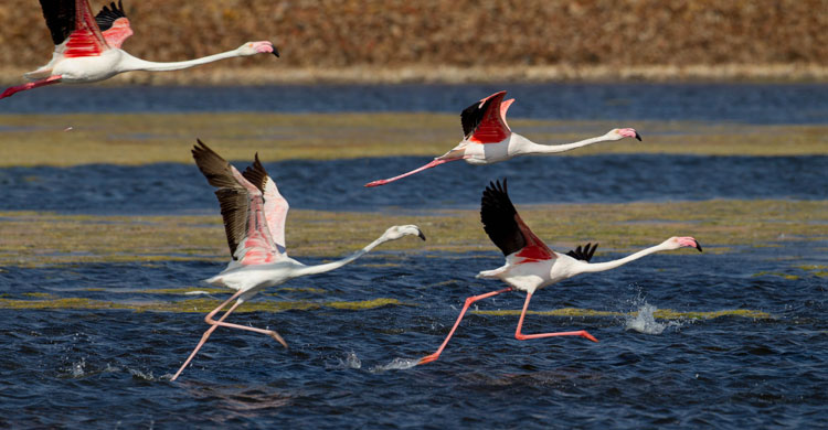 Flamant rose (Phoenicopterus roseus) © Doron Nissim 