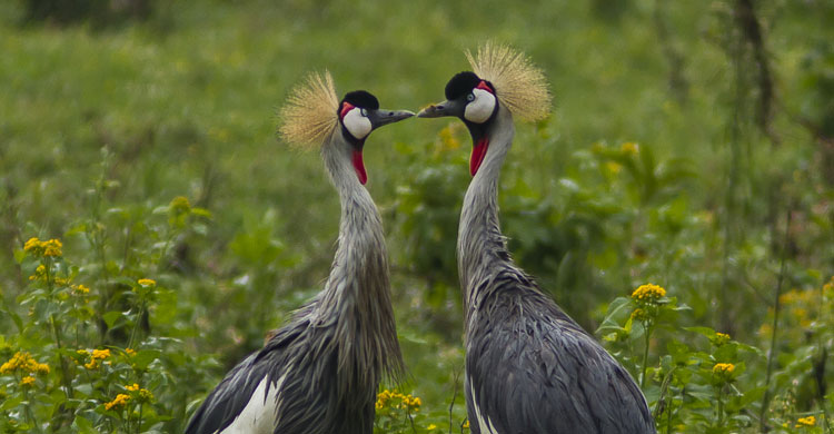 Grue Royale - l'oiseau national emblème de l'Ouganda © Sergey Dereliev, www.dereliev-photography.com