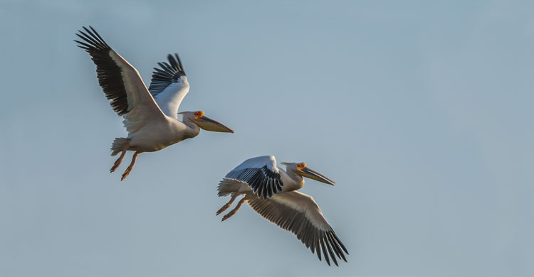 Great White Pelicans © Sergey Dereliev, www.dereliev-photography.com 