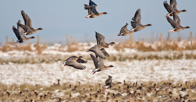 Pink-footed Geese in flight © John Anderson 