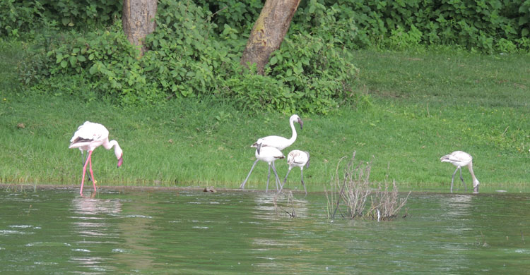 Flamingos at Lake Naivasha, Kenya © Tim Dodman
