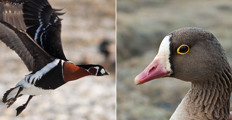 Left: Red-breasted Goose by Daniel Mitev - Right: Lesser White-fronted Goose by Ingar Jostein Øien