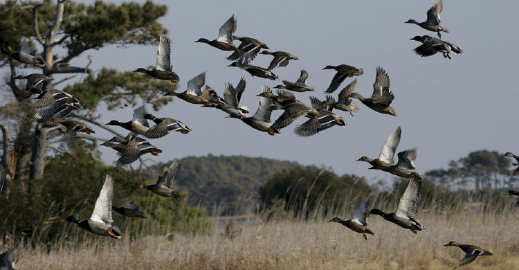 Mallards flying 